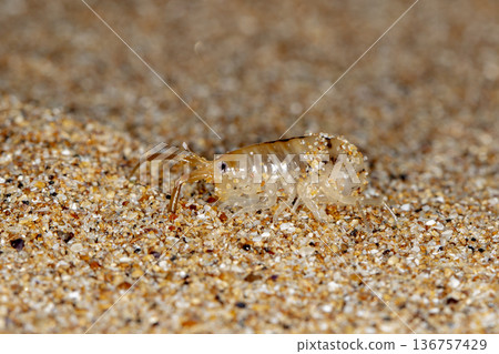 sea flea on the sea sand sea flea on the sea sand 136757429