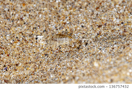sea flea on the sea sand 136757432