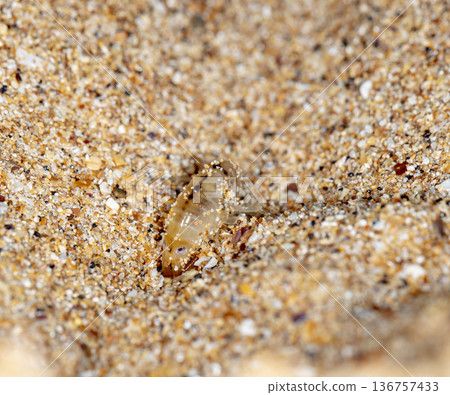 sea flea on the sea sand sea flea on the sea sand 136757433