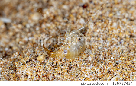 sea flea on the sea sand sea flea on the sea sand 136757434