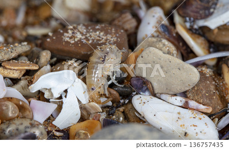 sea flea on the sea sand sea flea on the sea sand 136757435