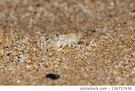 sea flea on the sea sand sea flea on the sea sand 136757436
