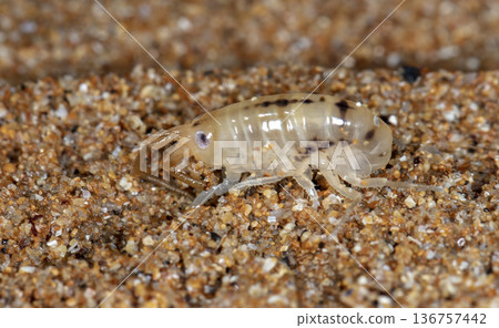 sea flea on the sea sand sea flea on the sea sand 136757442