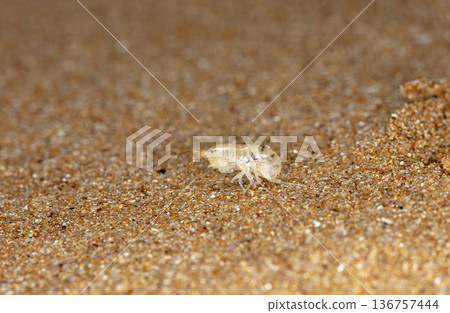 sea flea on the sea sand 136757444