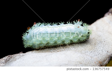 large green caterpillar 136757549