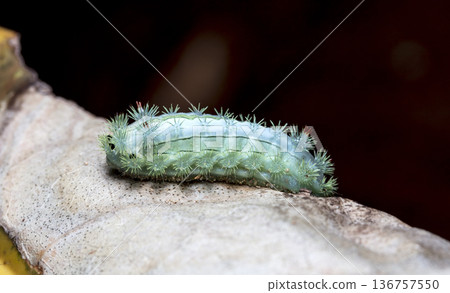 large green caterpillar 136757550