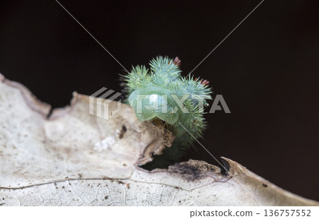 large green caterpillar 136757552