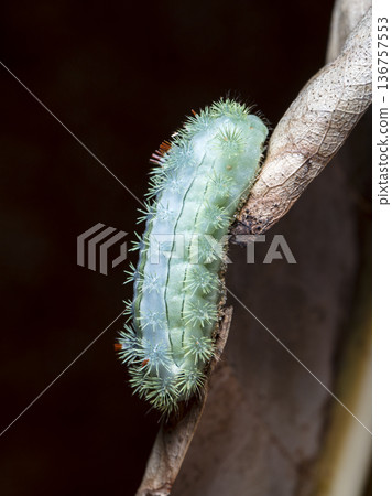 large green caterpillar large green caterpillar 136757553