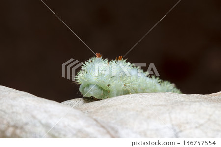 large green caterpillar large green caterpillar 136757554