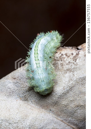 large green caterpillar large green caterpillar 136757555