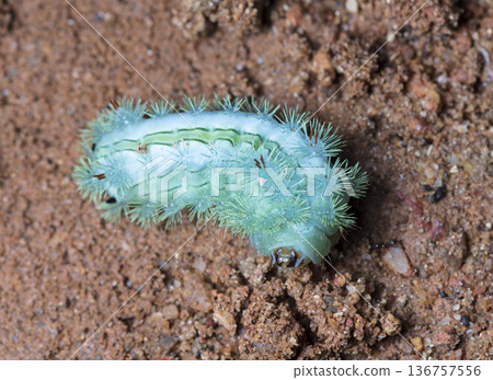 large green caterpillar 136757556