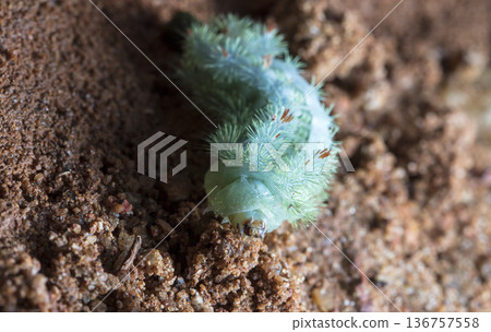 large green caterpillar 136757558