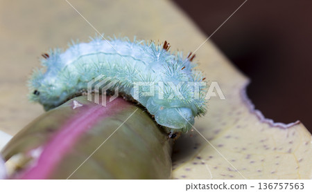 large green caterpillar 136757563