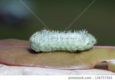 large green caterpillar large green caterpillar 136757565