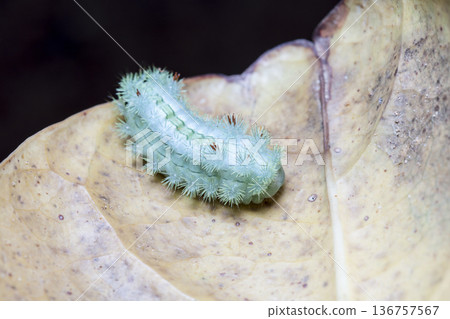 large green caterpillar large green caterpillar 136757567