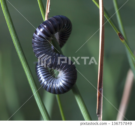 myriapod of julidae on a branch in a native habitat myriapod of julidae on a branch in a native habitat 136757849