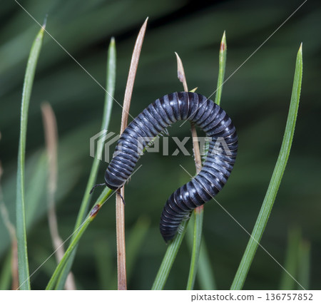 myriapod of julidae on a branch in a native habitat myriapod of julidae on a branch in a native habitat 136757852