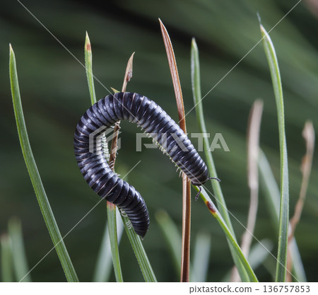 myriapod of julidae on a branch in a native habitat myriapod of julidae on a branch in a native habitat 136757853
