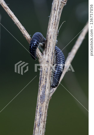 myriapod of julidae on a branch in a native habitat 136757856