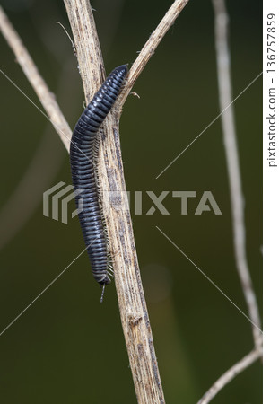 myriapod of julidae on a branch in a native habitat 136757859