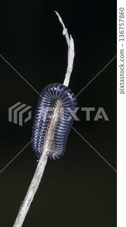 myriapod of julidae on a branch in a native habitat 136757860