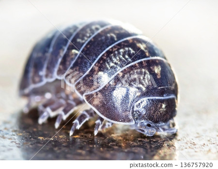 myriapod, wood louse myriapod, wood louse 136757920