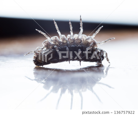 myriapod, wood louse 136757922