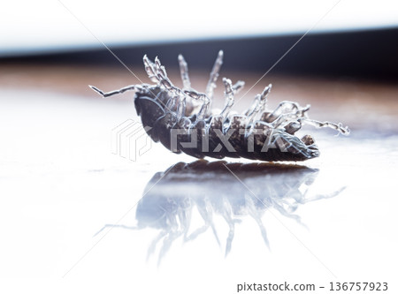 myriapod, wood louse 136757923