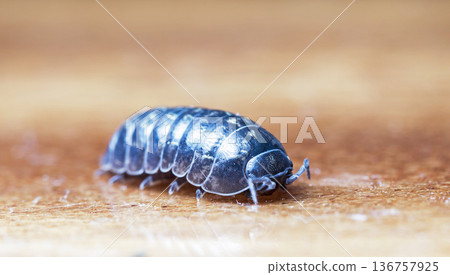 myriapod, wood louse 136757925