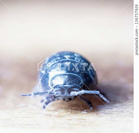 myriapod, wood louse 136757926