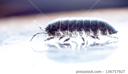 myriapod, wood louse myriapod, wood louse 136757927