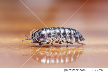 myriapod, wood louse 136757929