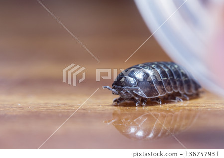 myriapod, wood louse myriapod, wood louse 136757931