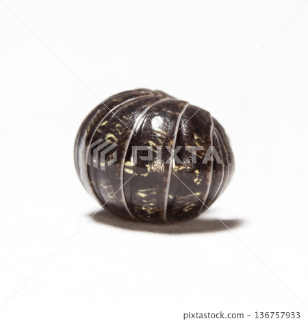 myriapod, wood louse myriapod, wood louse 136757933