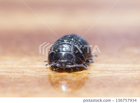 myriapod, wood louse myriapod, wood louse 136757934