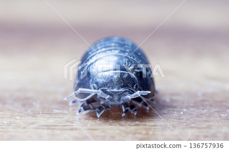 myriapod, wood louse myriapod, wood louse 136757936