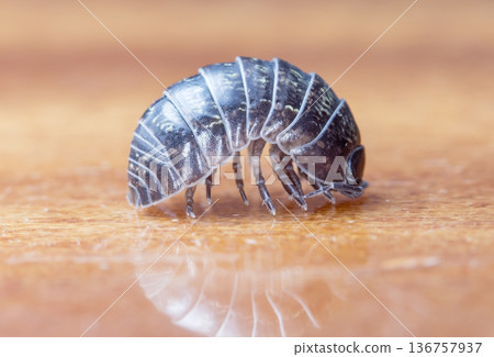 myriapod, wood louse myriapod, wood louse 136757937