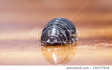 myriapod, wood louse myriapod, wood louse 136757938