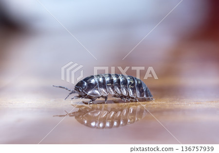 myriapod, wood louse 136757939