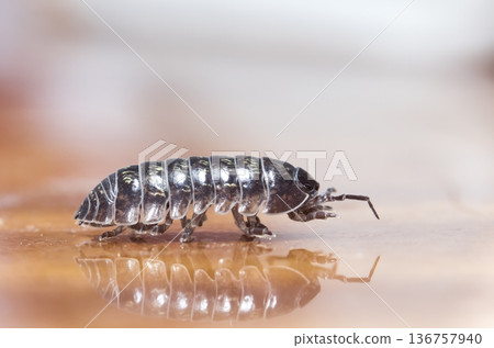 myriapod, wood louse myriapod, wood louse 136757940