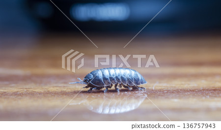 myriapod, wood louse myriapod, wood louse 136757943
