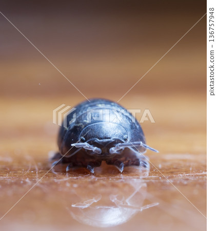 myriapod, wood louse myriapod, wood louse 136757948