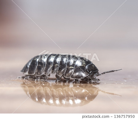 myriapod, wood louse 136757950