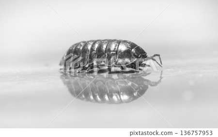 myriapod, wood louse 136757953