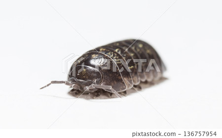 myriapod, wood louse myriapod, wood louse 136757954