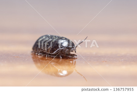 myriapod, wood louse myriapod, wood louse 136757955