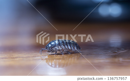 myriapod, wood louse myriapod, wood louse 136757957