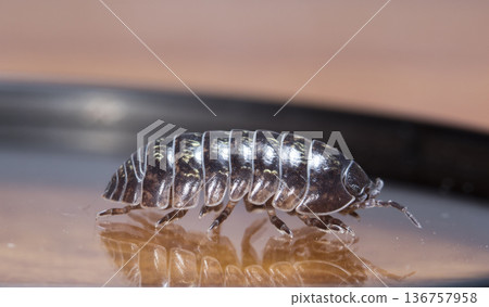 myriapod, wood louse myriapod, wood louse 136757958