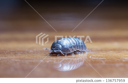 myriapod, wood louse myriapod, wood louse 136757959