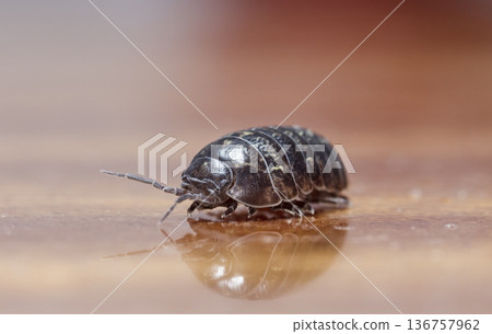 myriapod, wood louse myriapod, wood louse 136757962
